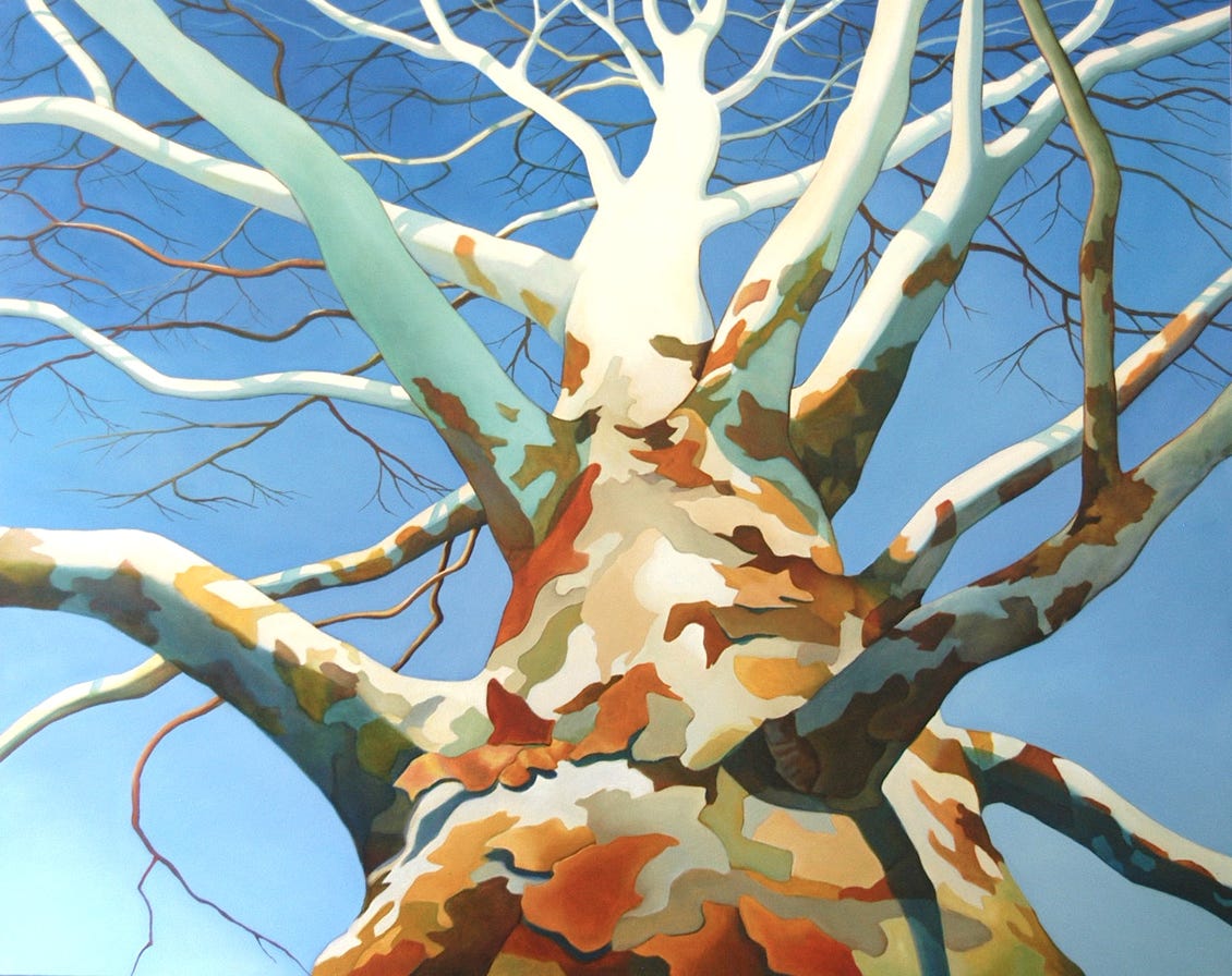 Sycamore oil painting